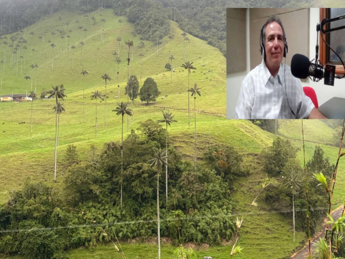 En Quindío todavía hay custodios de la palma de cera, pero falta mayor control del estado: experto