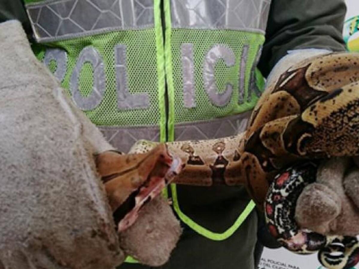 Una boa apareció en la nevera de una casa en Cartagena