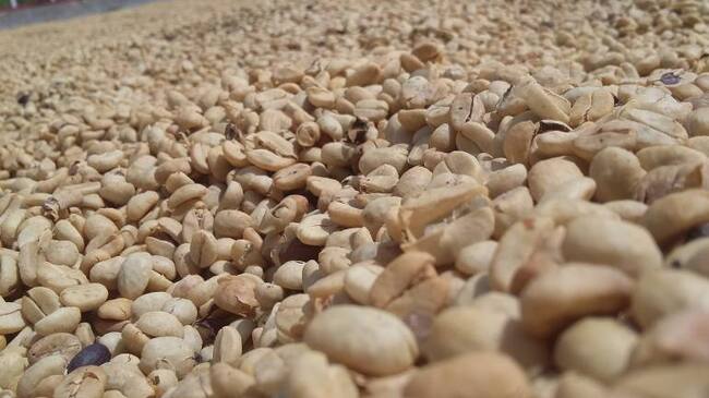 Juan Valdez se una a la celebración de los 50 años d el Comité de Cafeteros del Quindío.