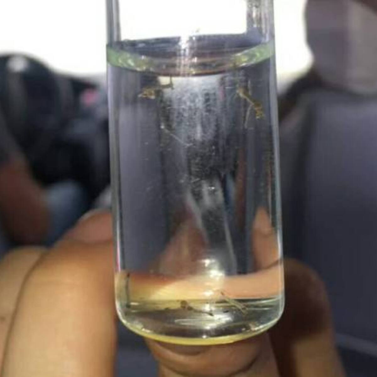 El mosquito aedes aegypti se adaptó al clima de la zona urbana de Manizales