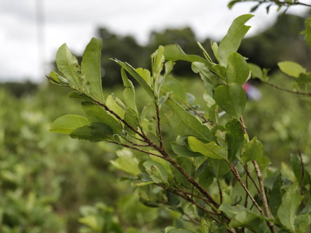 Defensoría pide que erradicaciones de cultivos ilícitos respeten DD.HH.