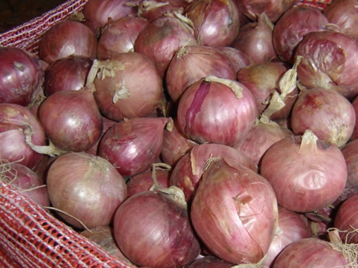 La cebollita ocañera, ¿en vías de extinción?