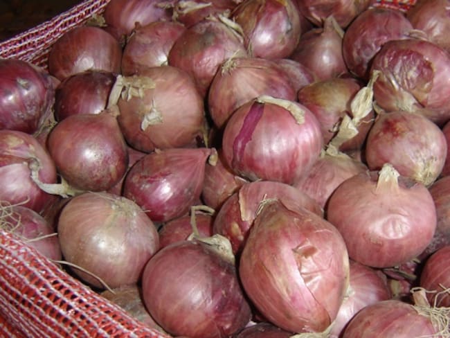 Cebollitas ocañeras