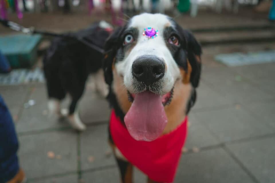 El desfile será este domingo 18 de junio en Ibagué