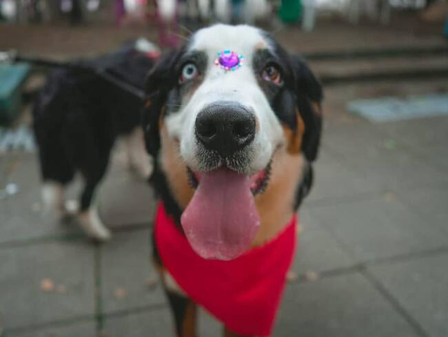 El desfile será este domingo 18 de junio en Ibagué