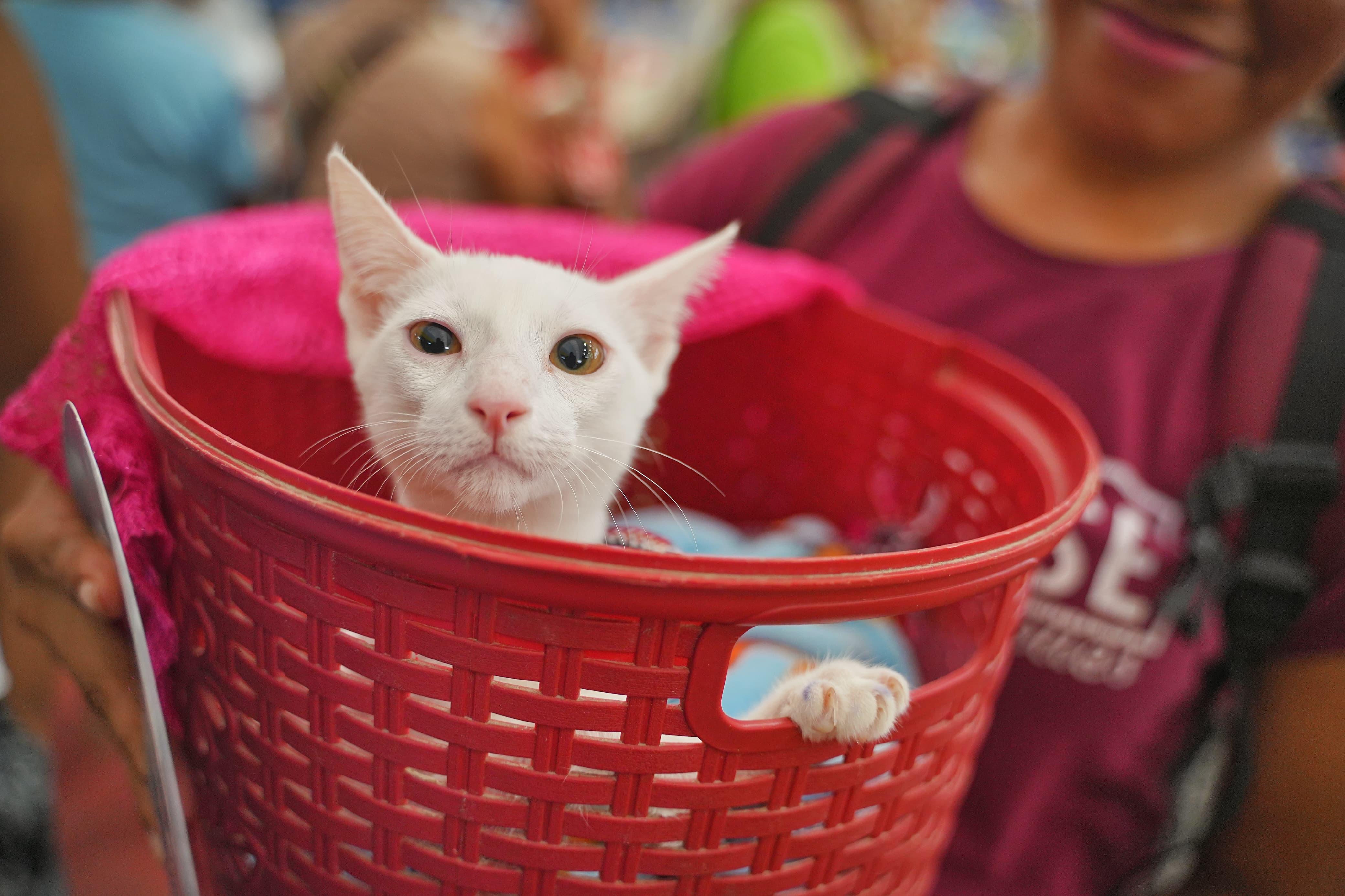 Jornada de adopción de gatos rescatados en Cartagena