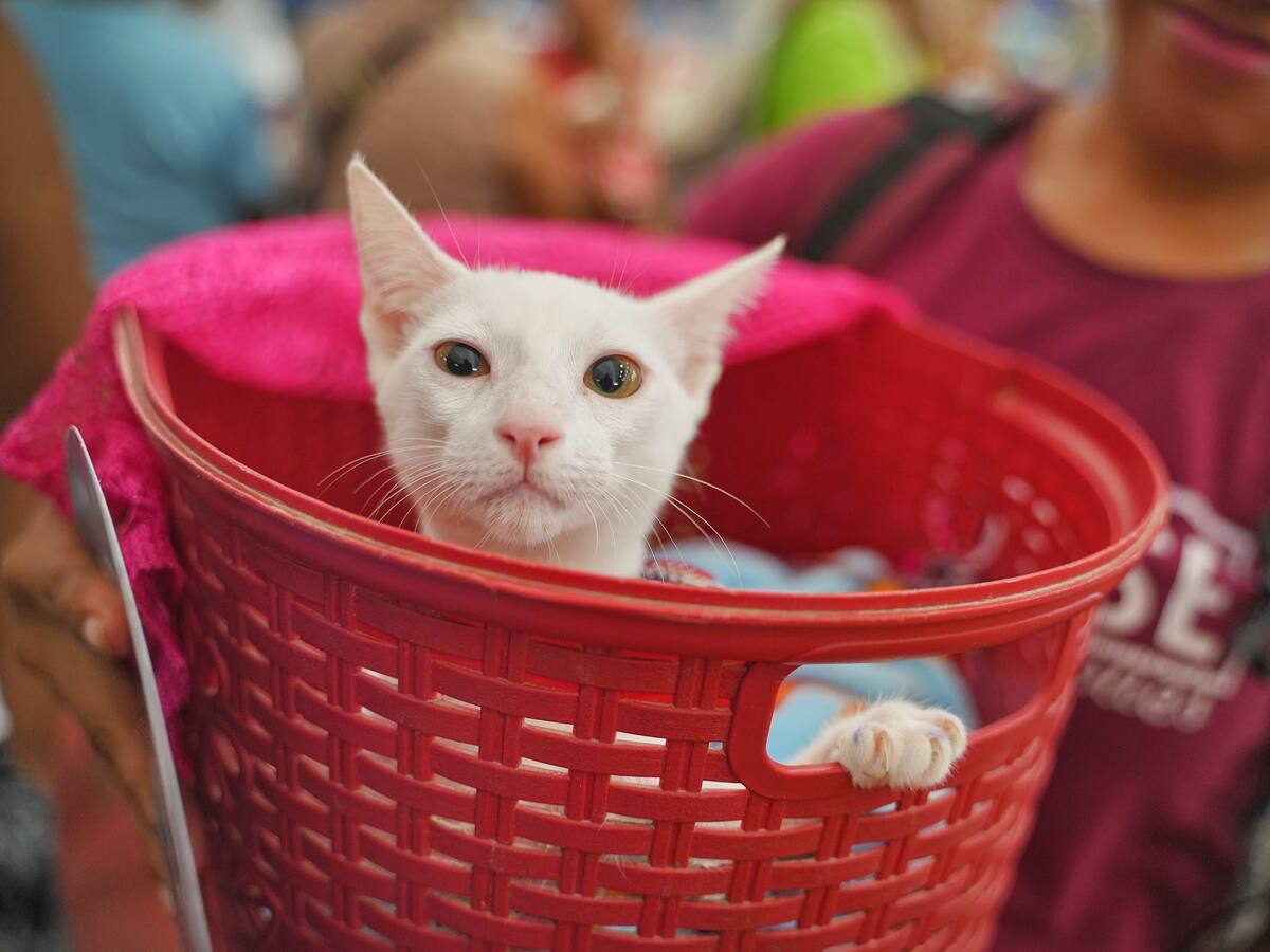Jornada de adopción de gatos rescatados en Cartagena