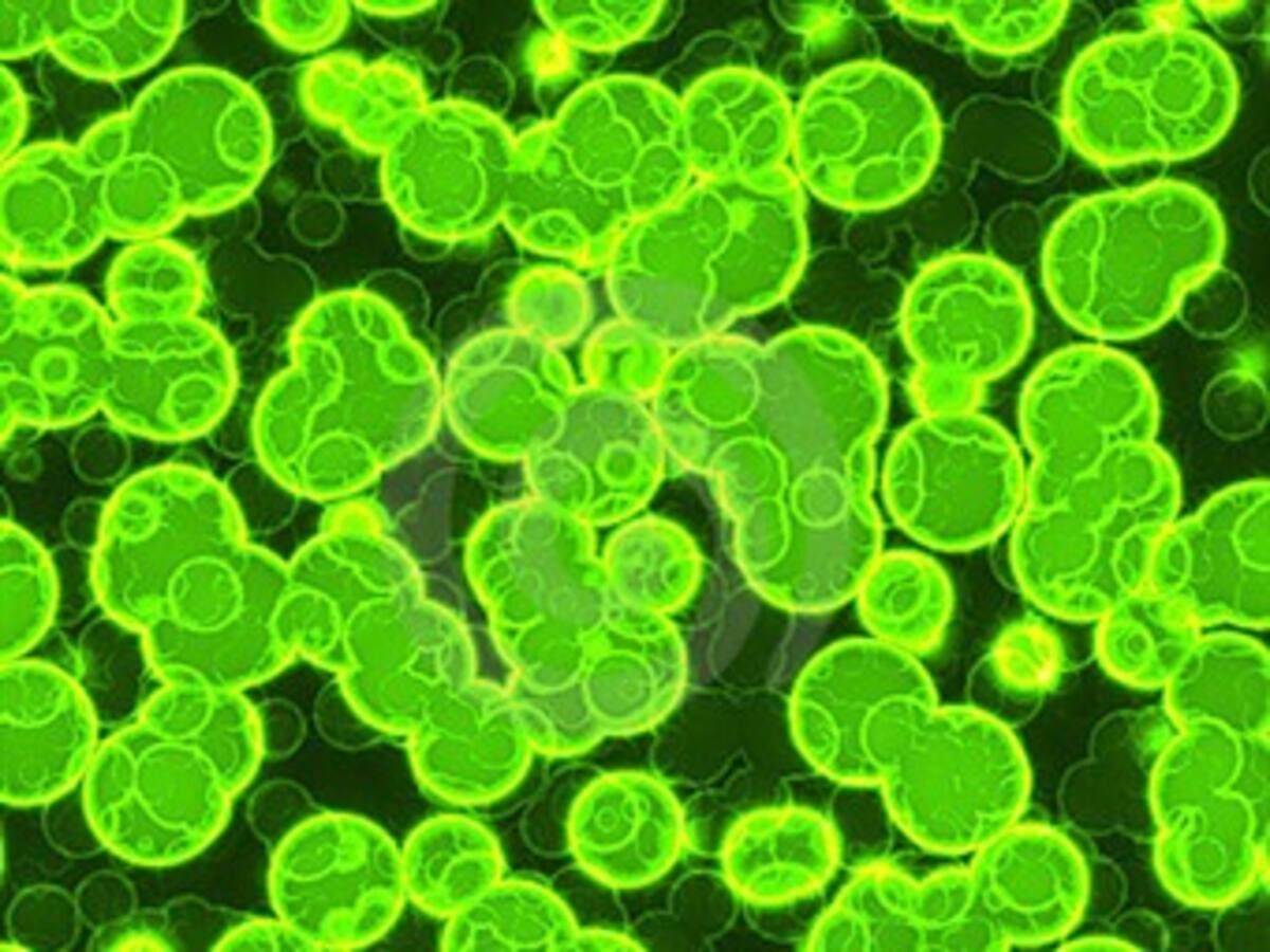 Bacterias electrogénicas transforman la energía química presente en aguas residuales en energía eléctrica.