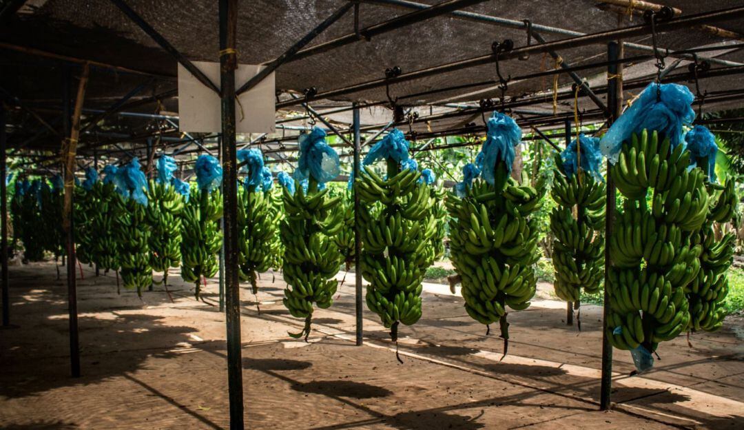 Fincas de banano, imagen de referencia