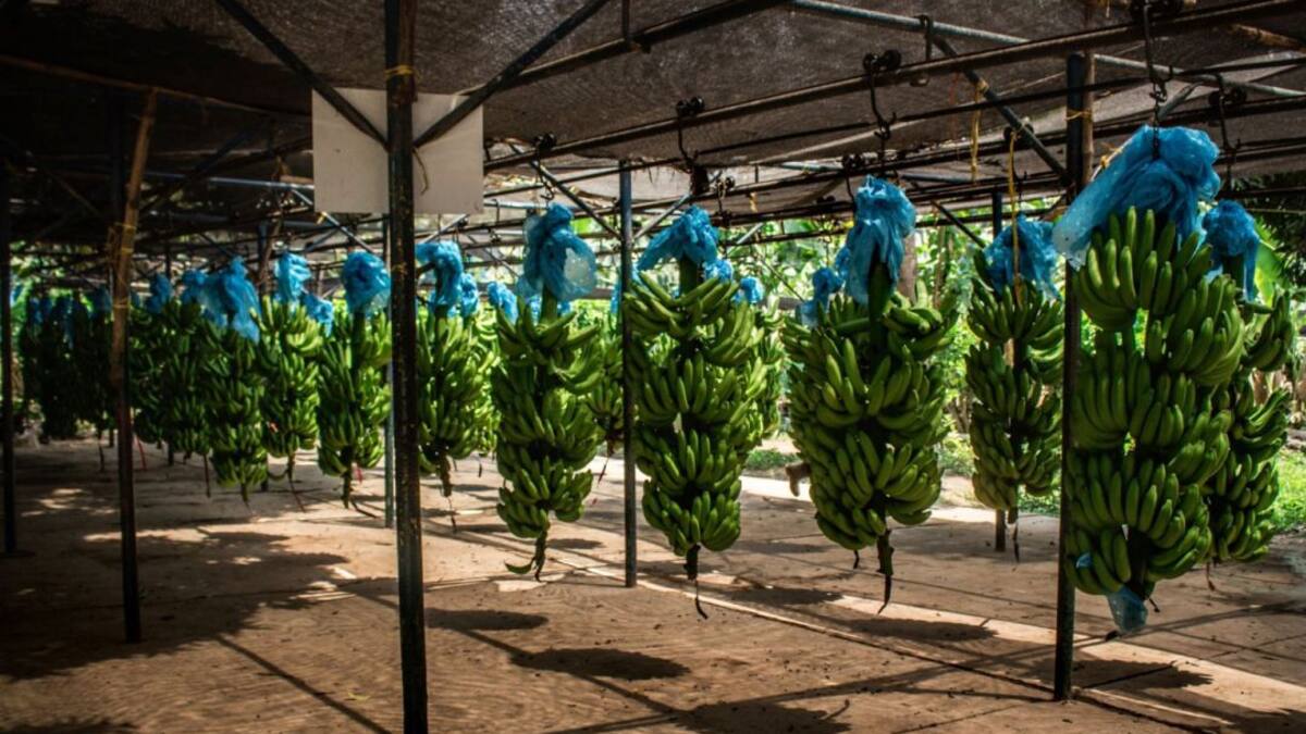 ICA halló caso de Fusarium en finca bananera del Magdalena