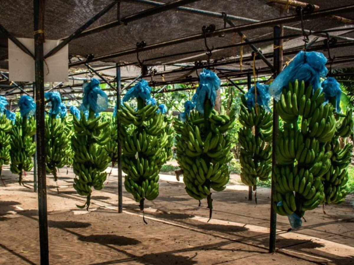 ICA halló caso de Fusarium en finca bananera del Magdalena