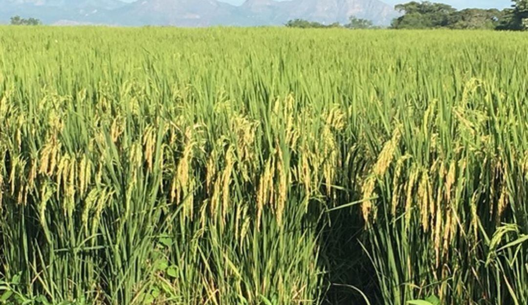 Arroz de la meseta de Ibagué