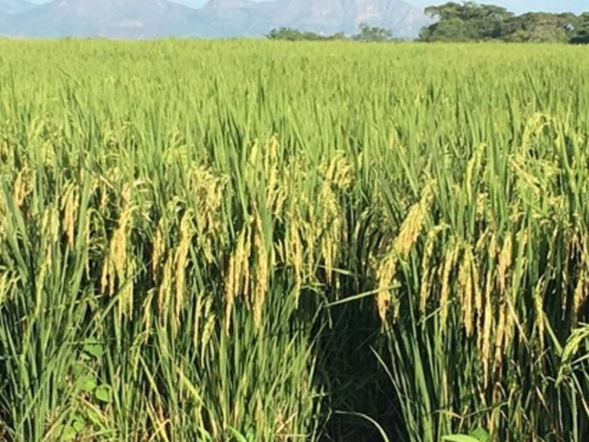 Arroceros del Tolima piden al Gobierno revisar tratados internacionales