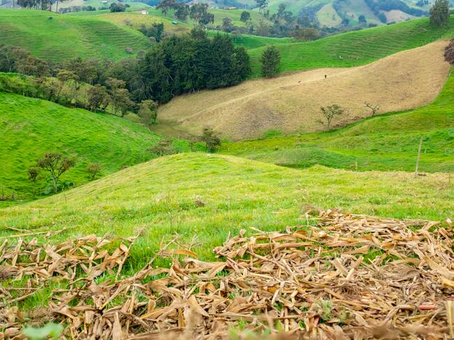 “Estaban engavetados”: director de la ANT sobre entrega de títulos de tierras a campesinos