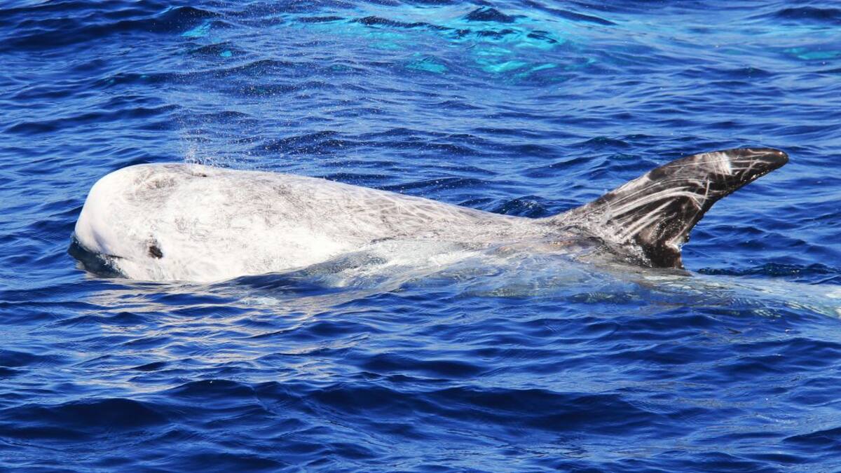 Delfín Gris del río Amazona es nuevo integrante de la lista roja de la UICN