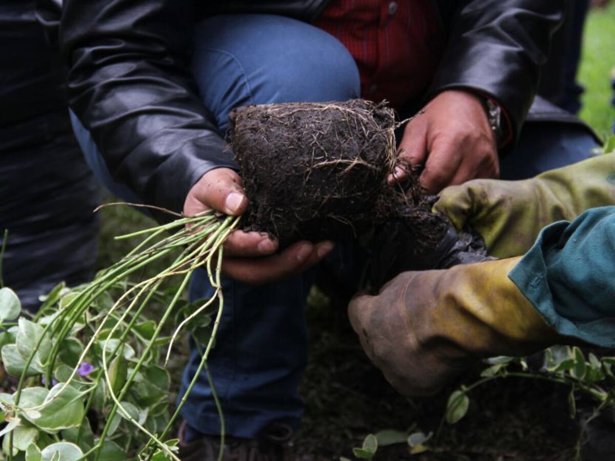 En Bogotá se tendrán que sembrar 5 árboles por uno talado