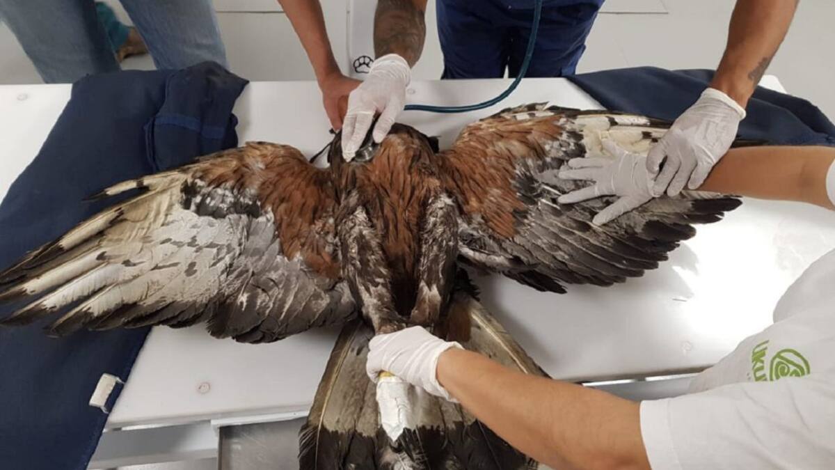 Águila Real rescatada en el Quindío, especie amenazada recibe atención