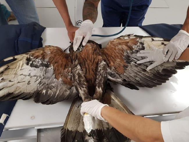 Águila Real rescatada en el Quindío, especie amenazada recibe atención