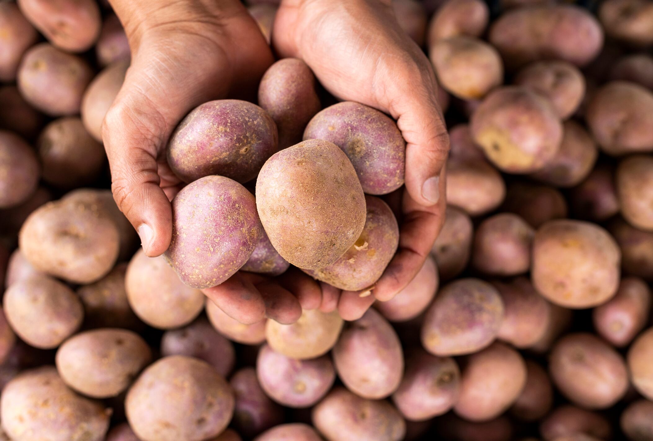 Papa cultivada y producida en Colombia, foto de GettyImages