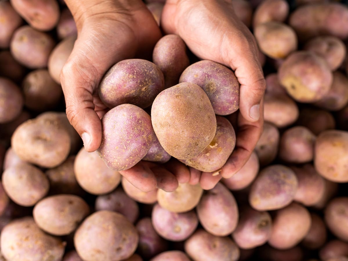 Los 3 departamentos que más papa producen en Colombia, según MinAgricultura