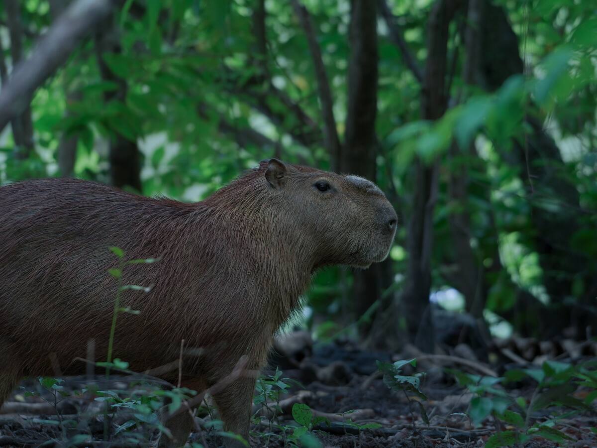 MinAmbiente no autorizará la cacería del chigüiro para venta comercial