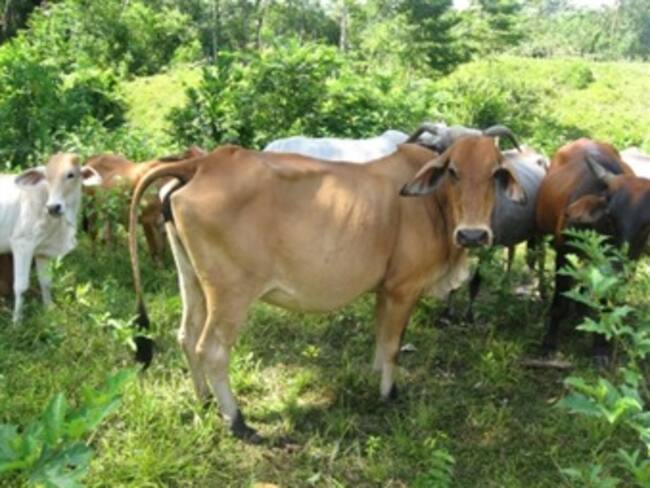 Ganaderos anuncian que se sumarán al paro agrario en Risaralda