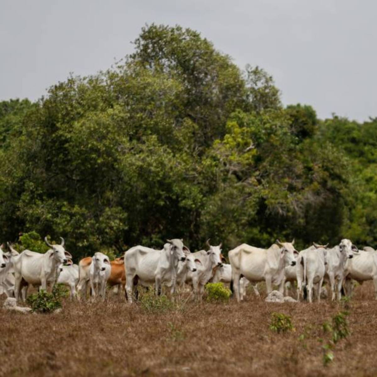 Resolución que frena ganadería en sistema de parques respetarácampesinos