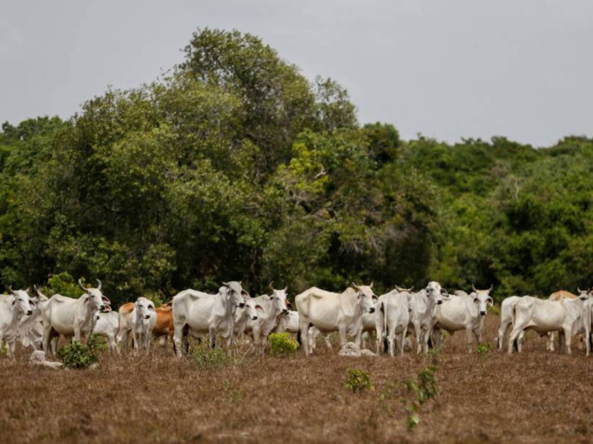 Resolución que frena ganadería en sistema de parques respetarácampesinos