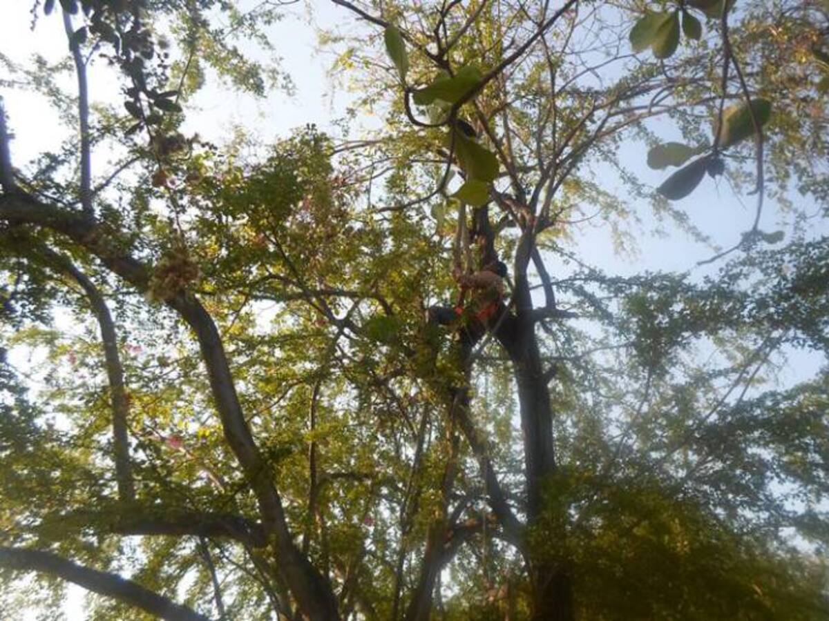 Epa Cartagena comienza plan de acción contra la “pajarita”