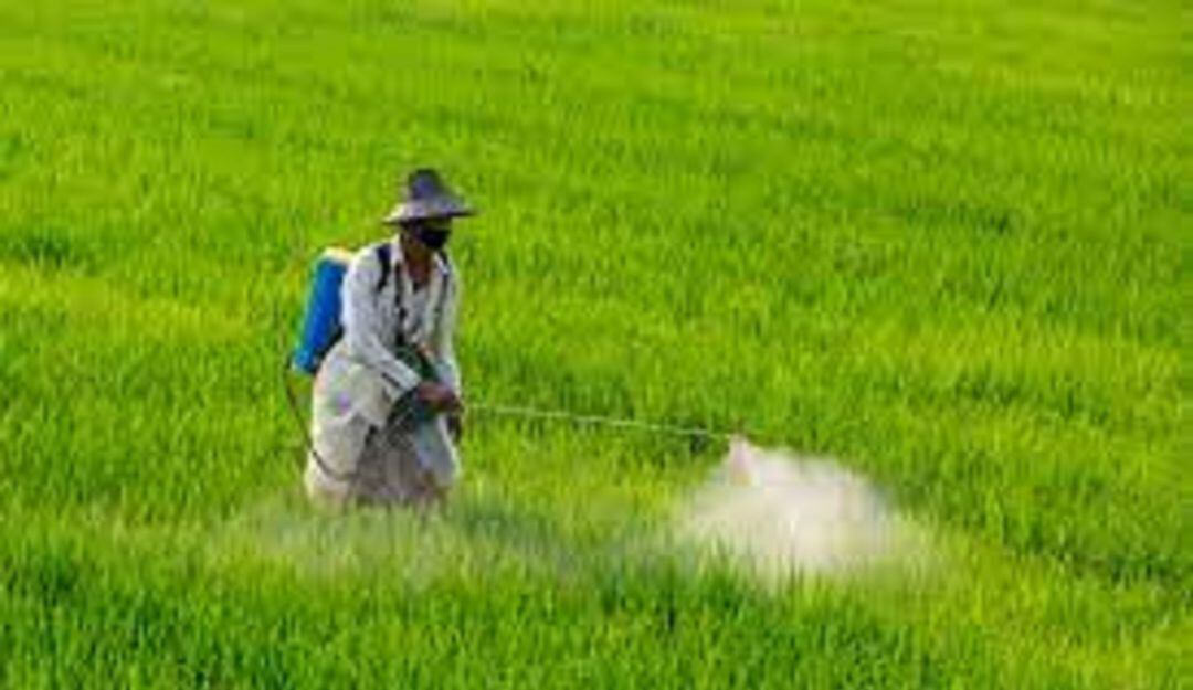 Cultivo de Arroz/Imagen de Referencia