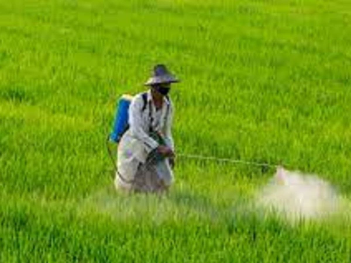 Desplome en el precio de la carga de arroz motiva paro de los productores