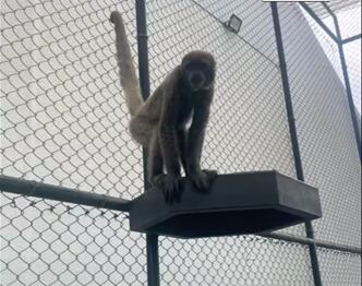 Uno de los dos monos lanudos recuperados por las autoridades ambientales en Pereira - Carder.