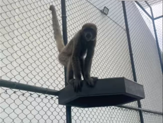 Uno de los dos monos lanudos recuperados por las autoridades ambientales en Pereira - Carder.