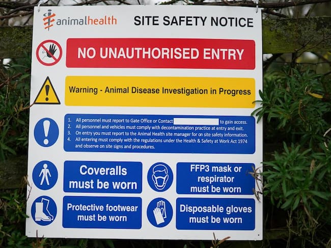 Inglaterra reporta gripe aviar en granja de pavos