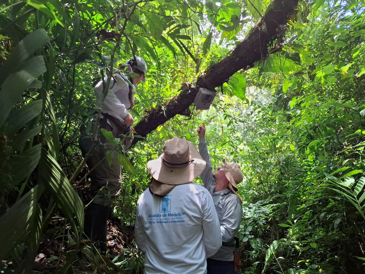 Medellín registra más de 80 especies de fauna silvestre gracias al monitoreo con cámaras trampa