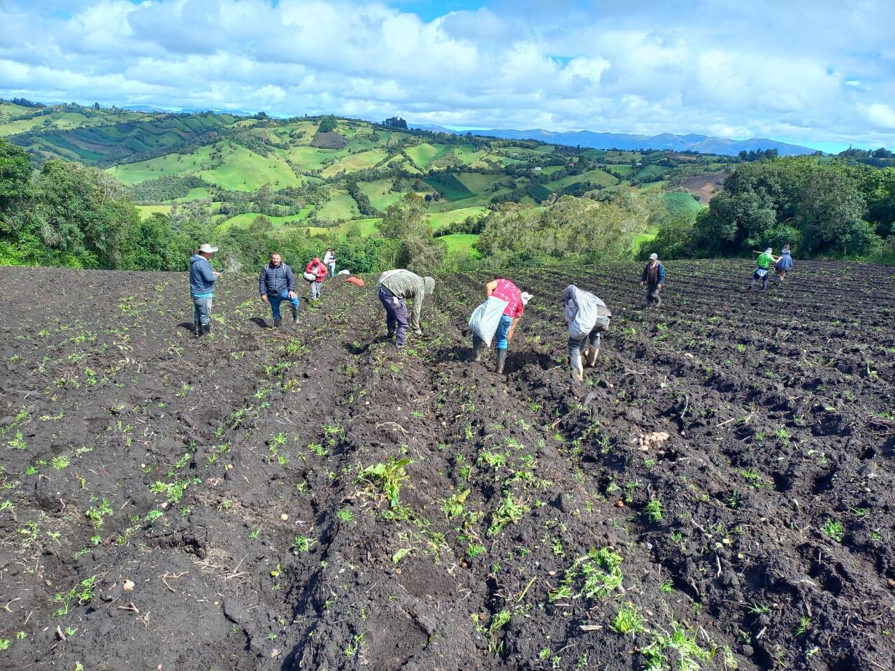 Crisis de la papa en nariño | Foto: Wilson Enriquez