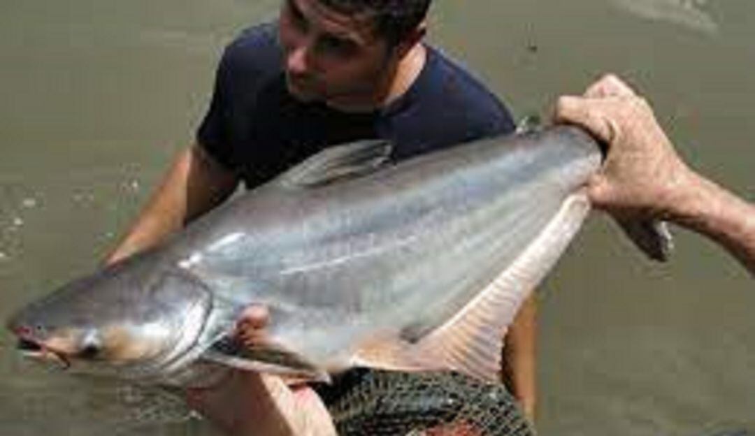 Con la producción de Panga, que es mucho más económica que la de la tilapia, piscicultores se debaten entre las pérdidas y las ganancias.