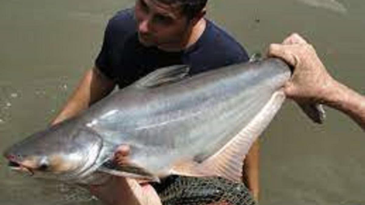 ¿Tilapia o Panga?, dilema de los piscicultores en el Huila