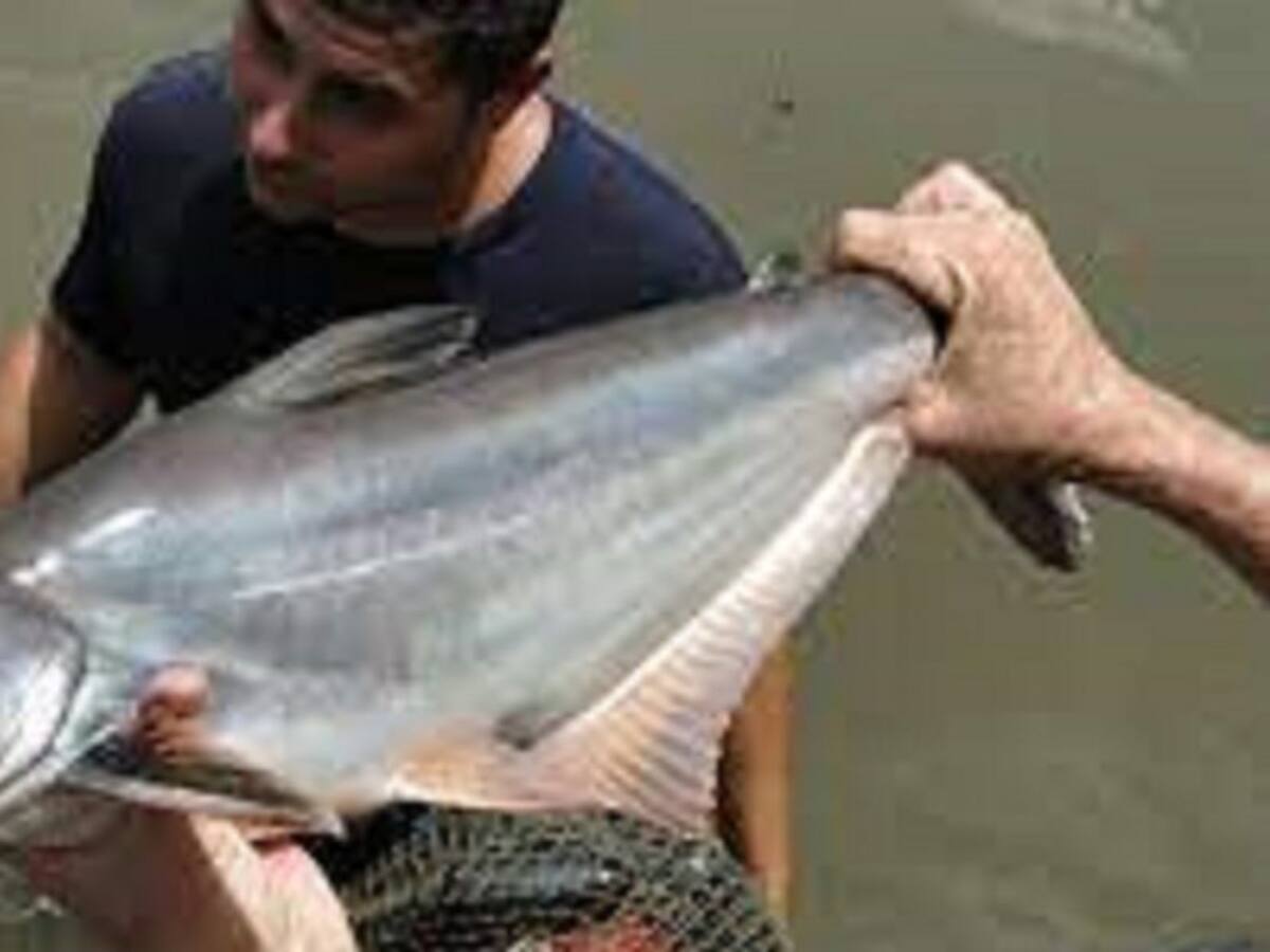 ¿Tilapia o Panga?, dilema de los piscicultores en el Huila