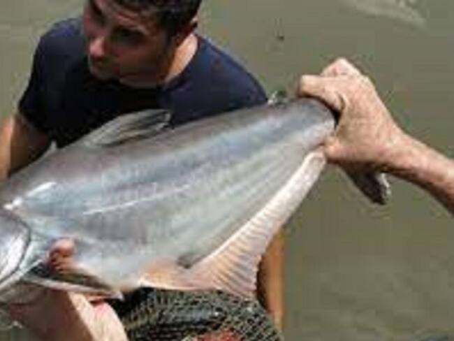 Con la producción de Panga, que es mucho más económica que la de la tilapia, piscicultores se debaten entre las pérdidas y las ganancias.