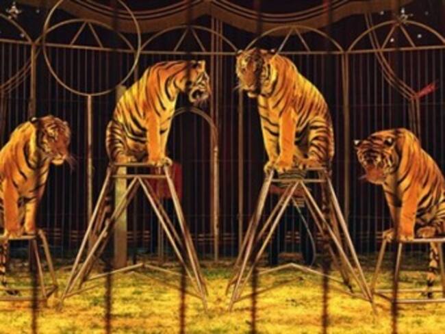Deben indemnizar a circos por prohibirles usar animales: Procuraduría