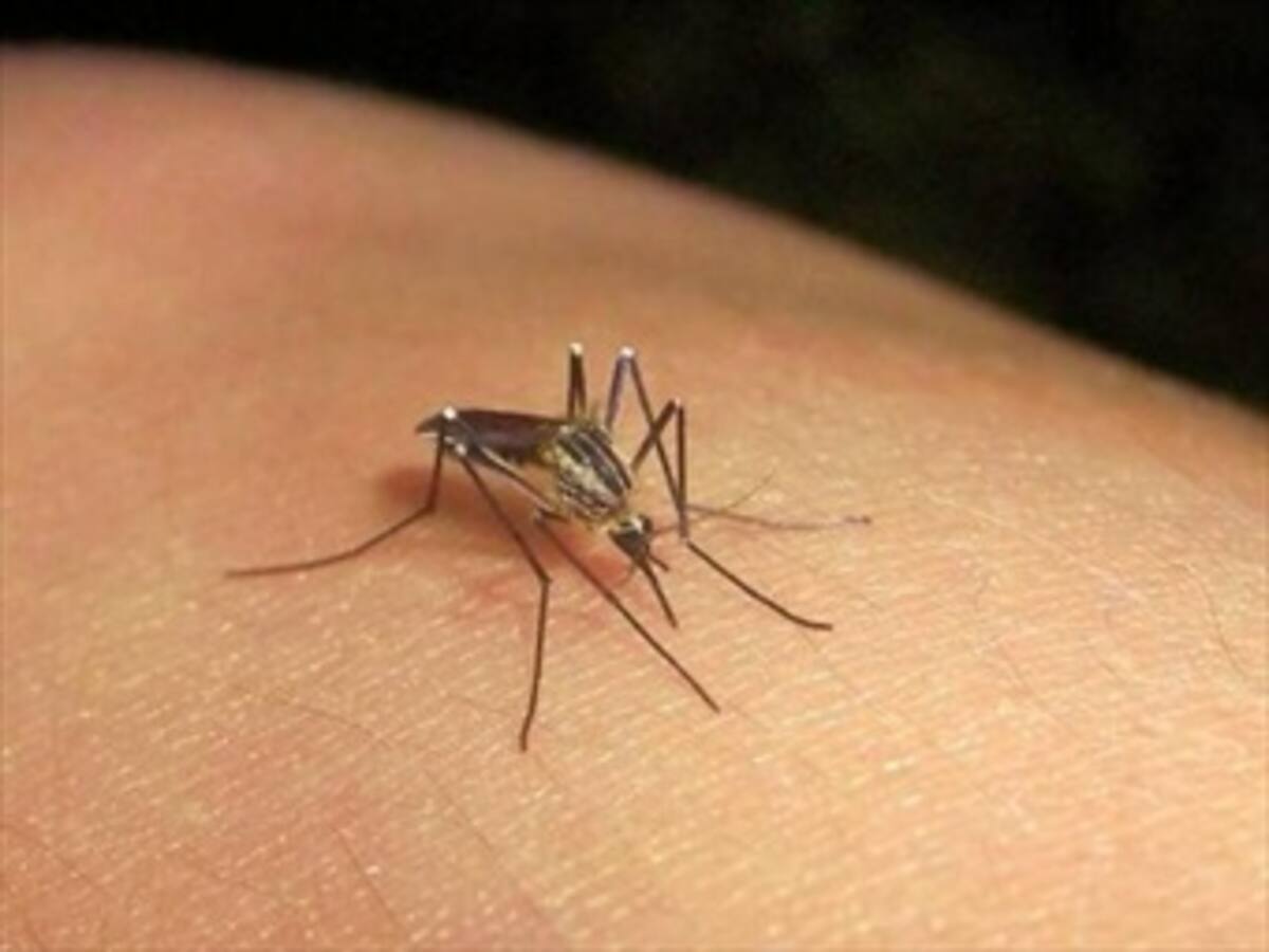 ‘No es posible frenar expansión del chikungunya’: viceministro de Salud