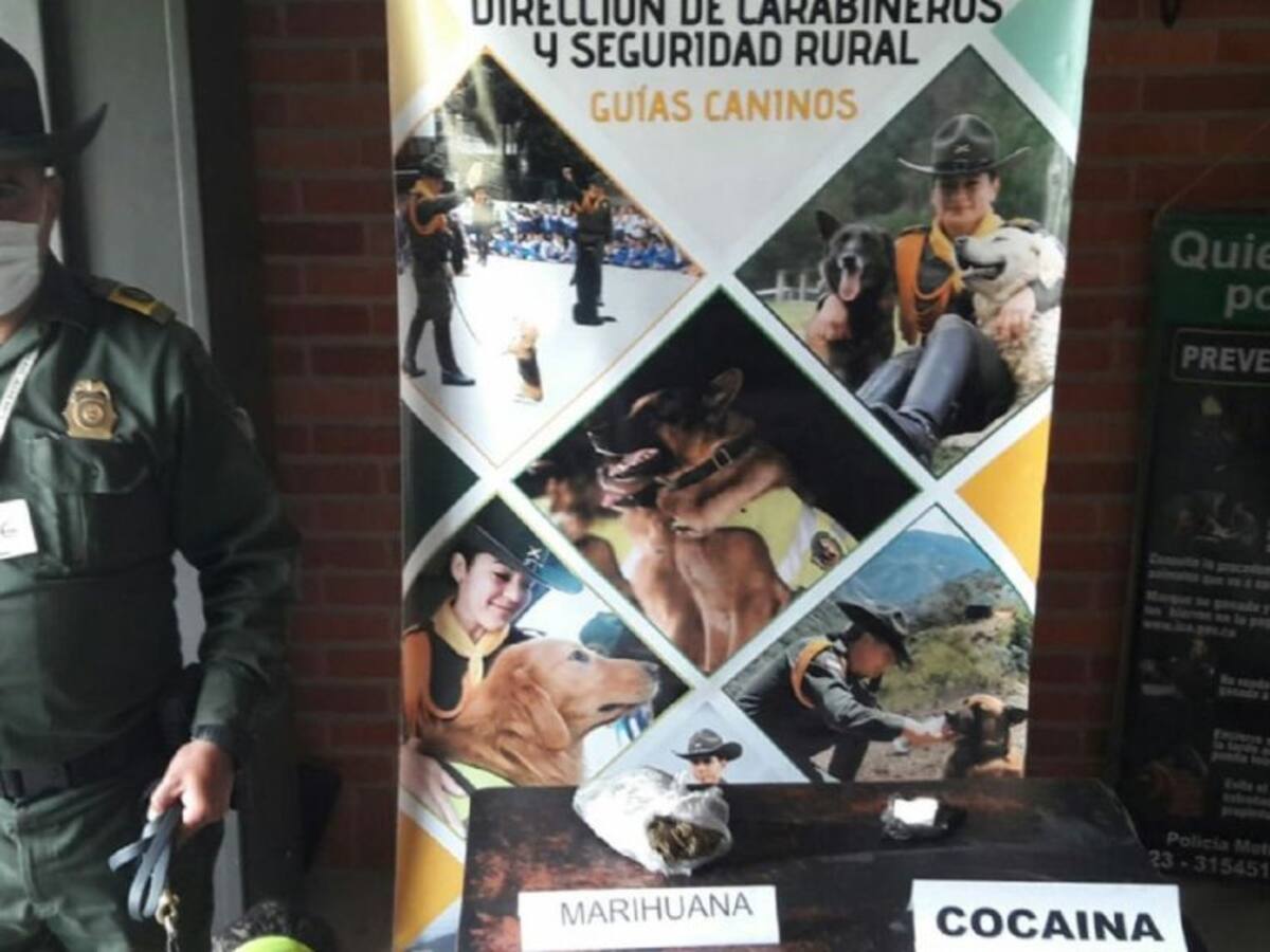 Pastor alemán clave en la lucha contra el tráfico de drogas en Tunja