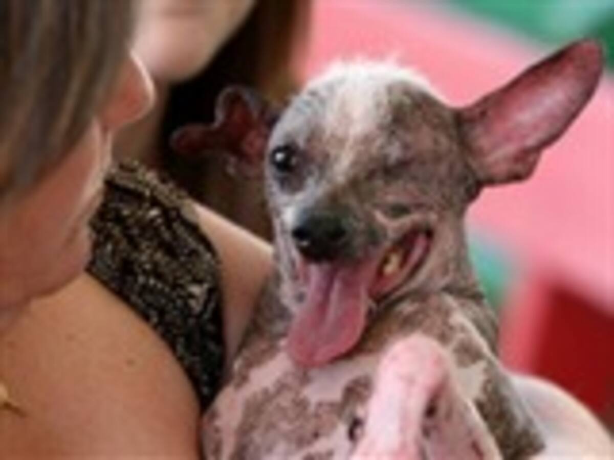 Muere el perro más feo del mundo