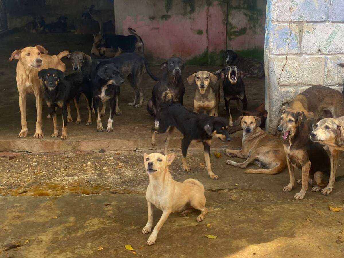 Jornadas de esterilización para caninos y felinos en condición de calle en Cartagena