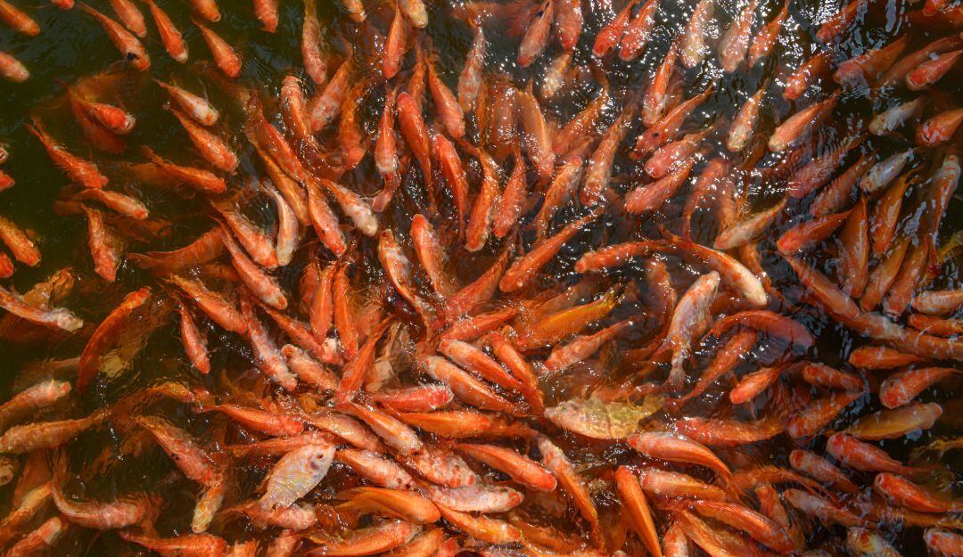 Cultivo de tilapia. Imagen de referencia