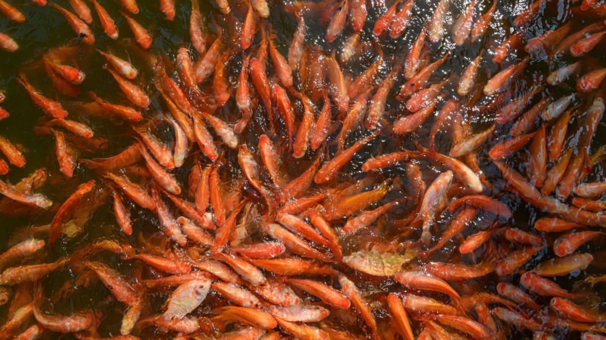 Plan para mejorar la producción de tilapia ponen en marcha en Antioquia