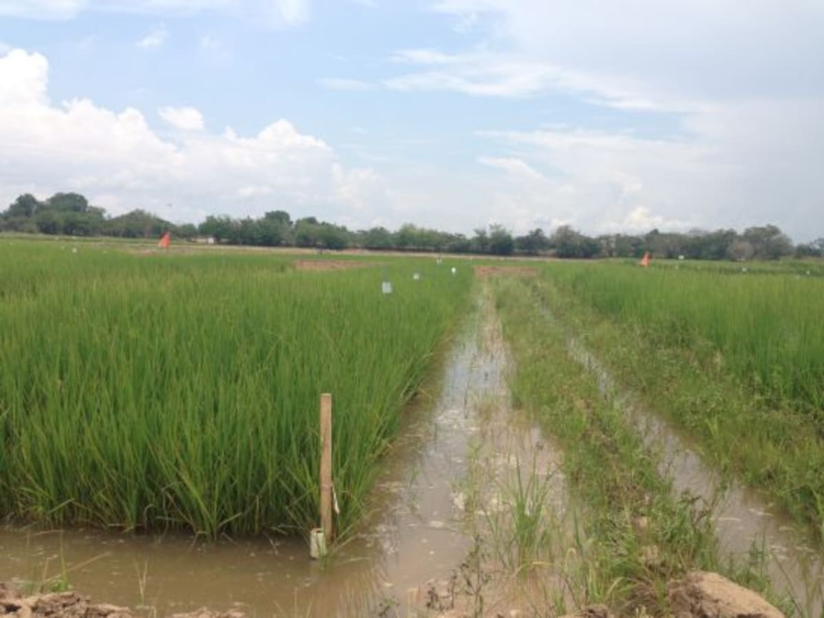 Arroceros piden regular cobro de la Tasa de Uso de Agua. ¿Qué es y para qué sirve?