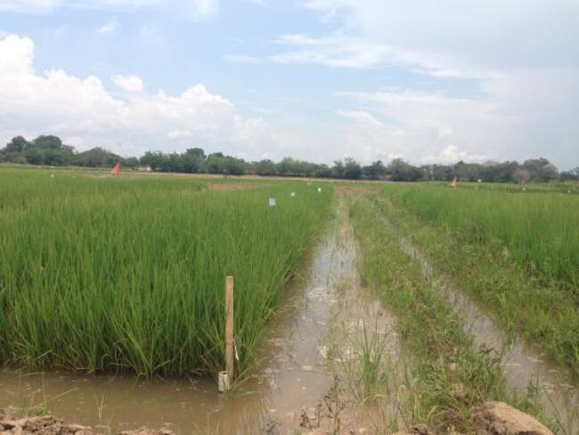 Cultivos de arroz en el Tolima