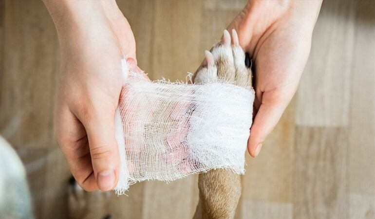 ¿Usted qué opina sobre el maltrato animal?. Foto: Getty Images